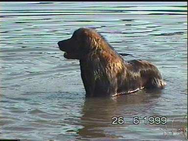 Sissy-Haus leonberger