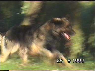 Sissy-Haus leonberger